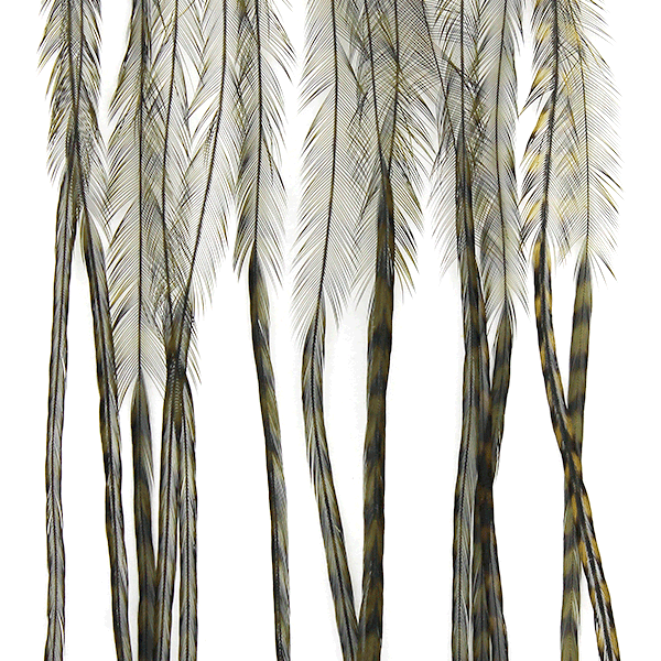 MFC WHITING 100 PACK FEATHERS