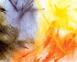 WAPSI CDC FEATHERS